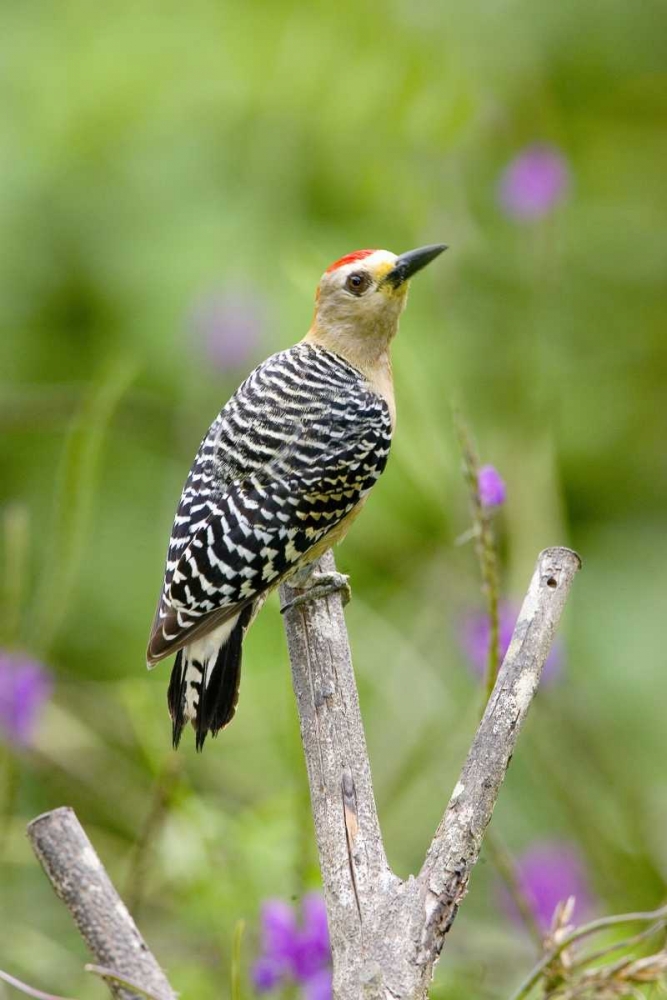 Wall Art Painting id:136099, Name: Panama Red-crowned woodpecker on branch stump, Artist: Williams, Joanne