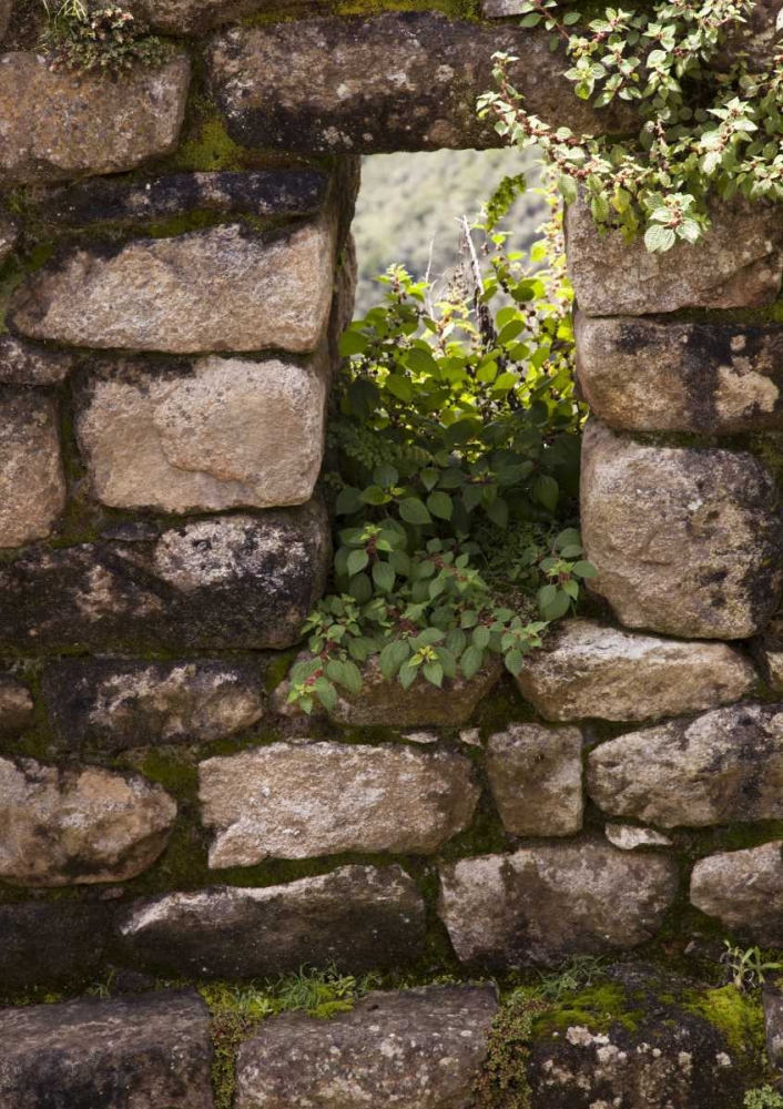 Wall Art Painting id:130483, Name: Peru, Machu Picchu Plants take root in a window, Artist: Kaveney, Wendy