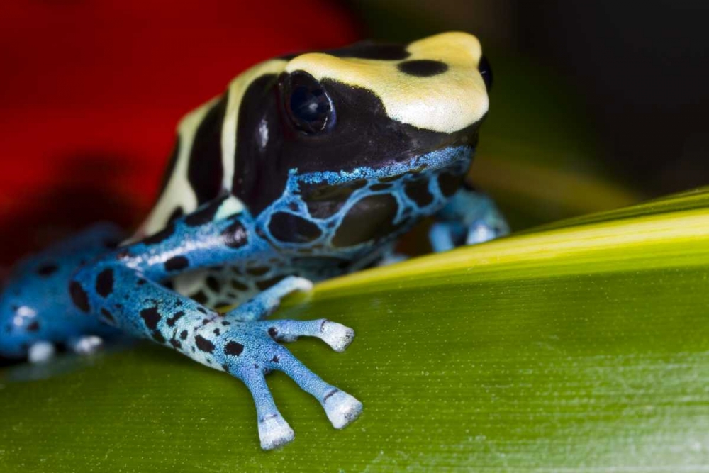 Wall Art Painting id:136714, Name: Republic of Surinam Poison dart frog on leaf, Artist: Zuckerman, Jim