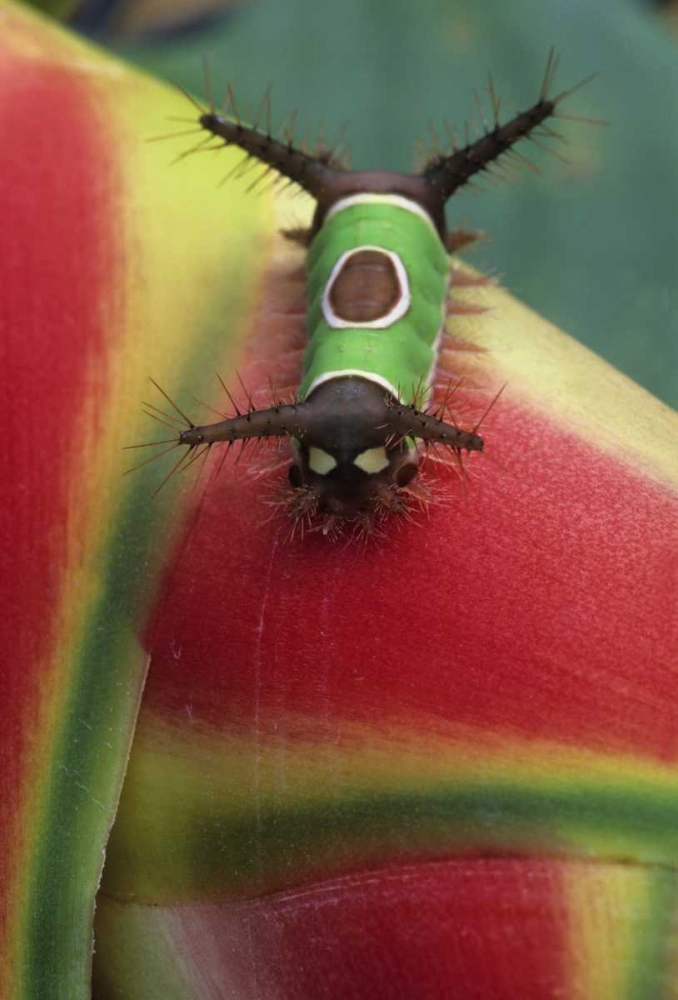 Wall Art Painting id:133786, Name: Costa Rica, Caterpillar on Heliconia plant, Artist: Rotenberg, Nancy