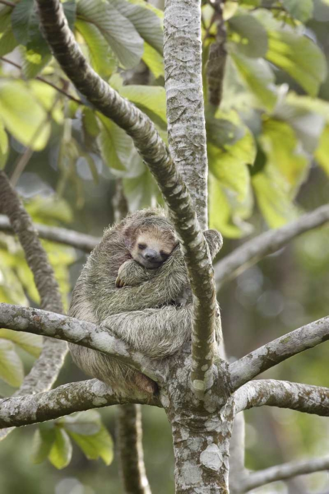 Wall Art Painting id:128215, Name: Costa Rica Three-toed sloth rests in a tree, Artist: Grall, Don