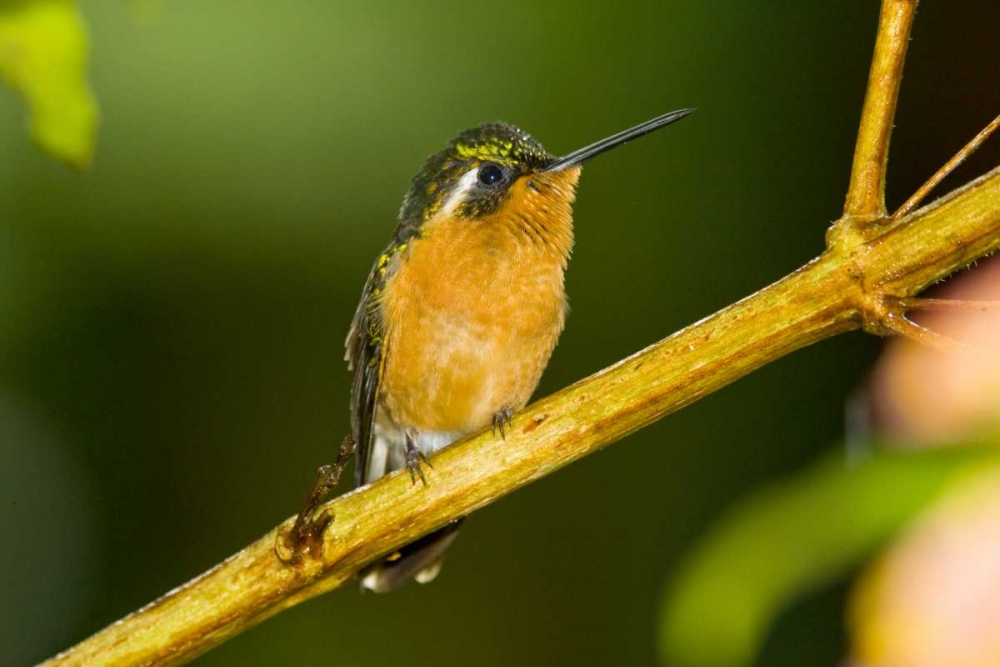 Wall Art Painting id:130841, Name: Costa Rica White-throated mountain-gem, Artist: Lord, Fred