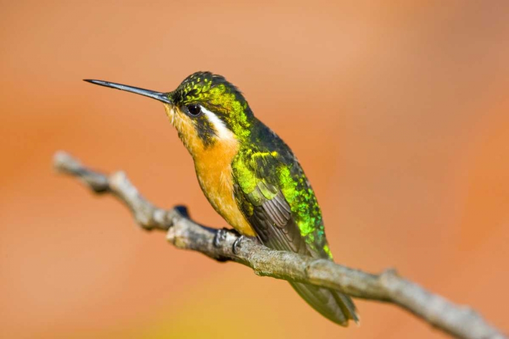 Wall Art Painting id:130840, Name: Costa Rica White-throated mountain-gem, Artist: Lord, Fred