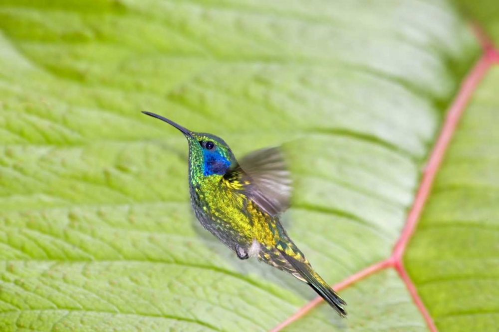 Wall Art Painting id:130852, Name: Costa Rica Green violet-ear hummingbird, Artist: Lord, Fred