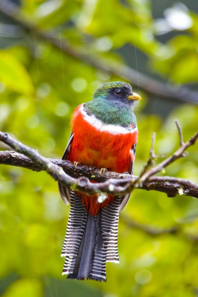 Wall Art Painting id:130909, Name: Costa Rica, Rio Savegre Male collared trogon, Artist: Lord, Fred