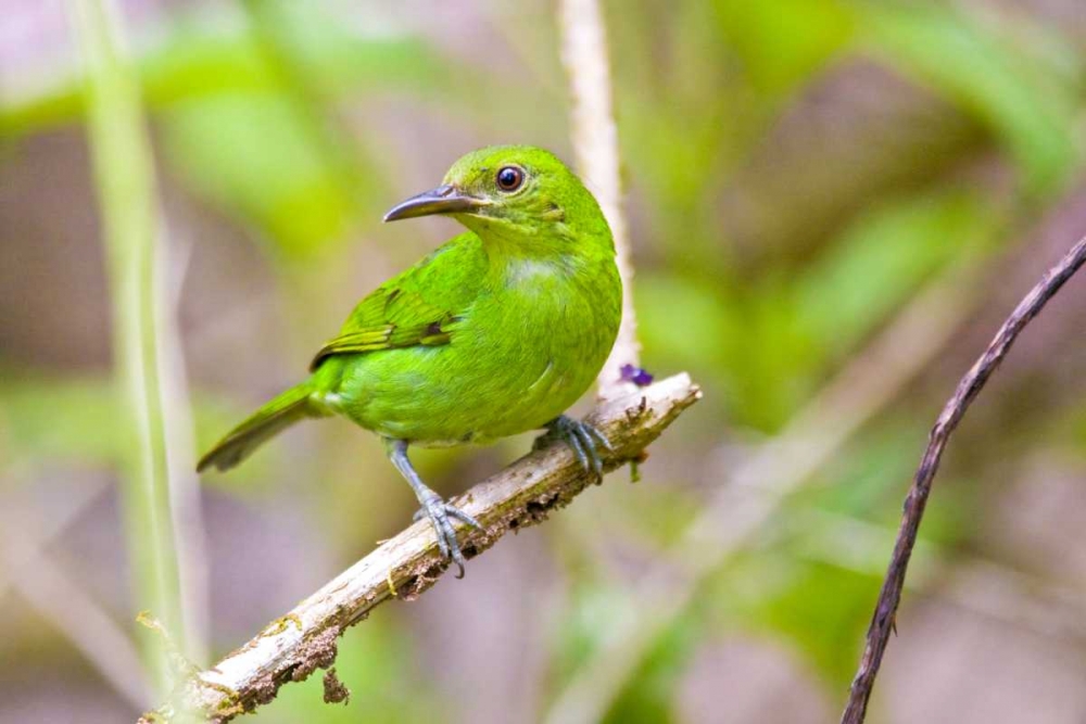 Wall Art Painting id:130859, Name: Costa Rica, Sarapiqui Green honeycreeper, Artist: Lord, Fred