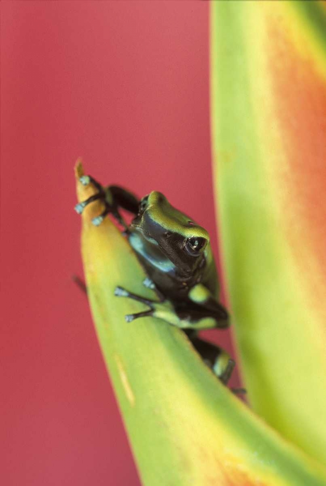 Wall Art Painting id:133657, Name: Costa Rica, Frog, Osa Peninsula, Artist: Rotenberg, Nancy