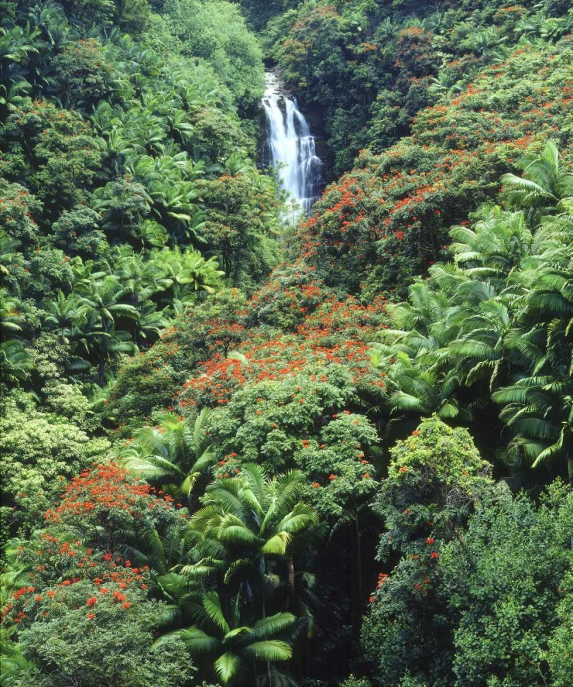 Wall Art Painting id:135191, Name: USA, Hawaii, Waterfall in a tropical rain forest, Artist: Talbot Frank, Christopher