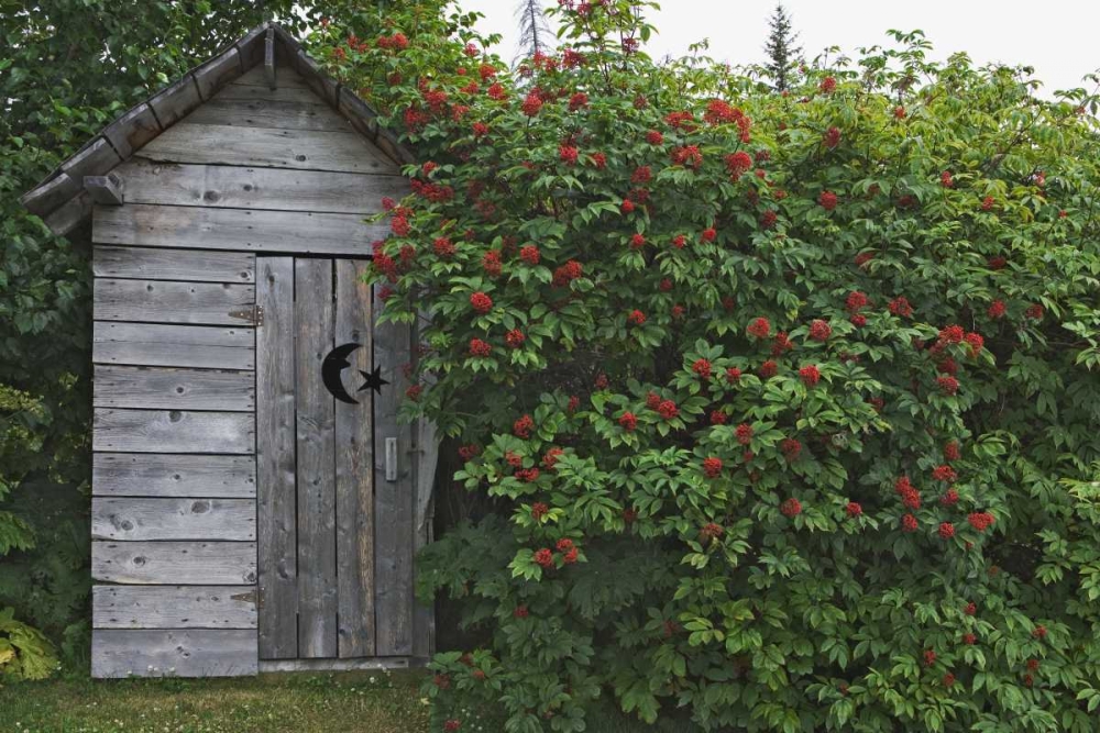 Wall Art Painting id:127471, Name: AK, Homer An outhouse with elderberries, Artist: Flaherty, Dennis