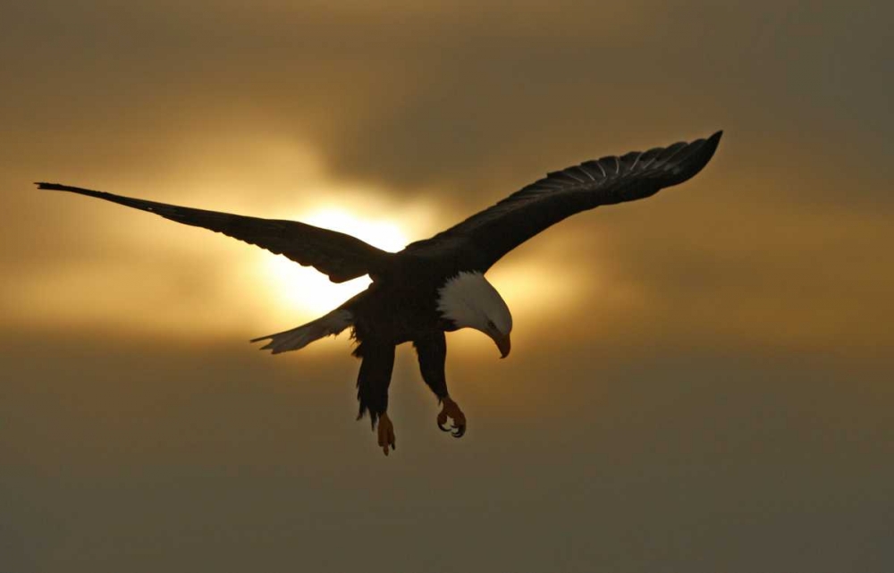 Wall Art Painting id:131099, Name: AK, Homer Bald eagle in preparing to land, Artist: Morris, Arthur