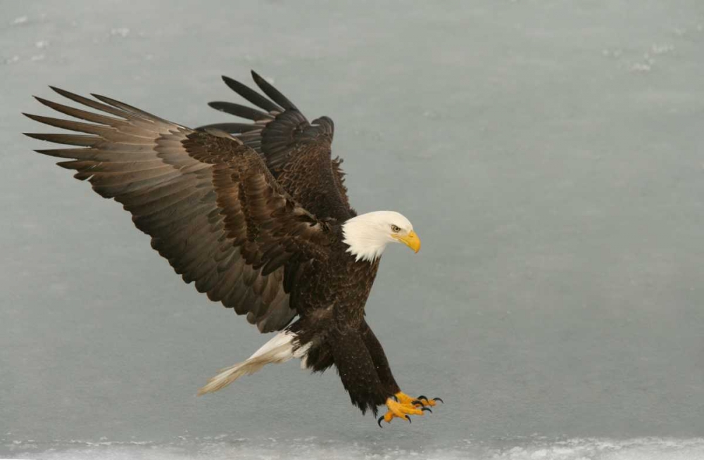 Wall Art Painting id:131270, Name: USA, Alaska, Homer Bald eagle in landing posture, Artist: Morris, Arthur