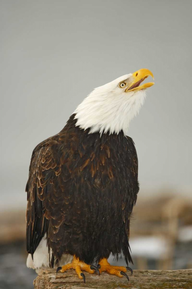 Wall Art Painting id:131241, Name: Alaska, Homer Bald eagle sitting on log calling, Artist: Morris, Arthur