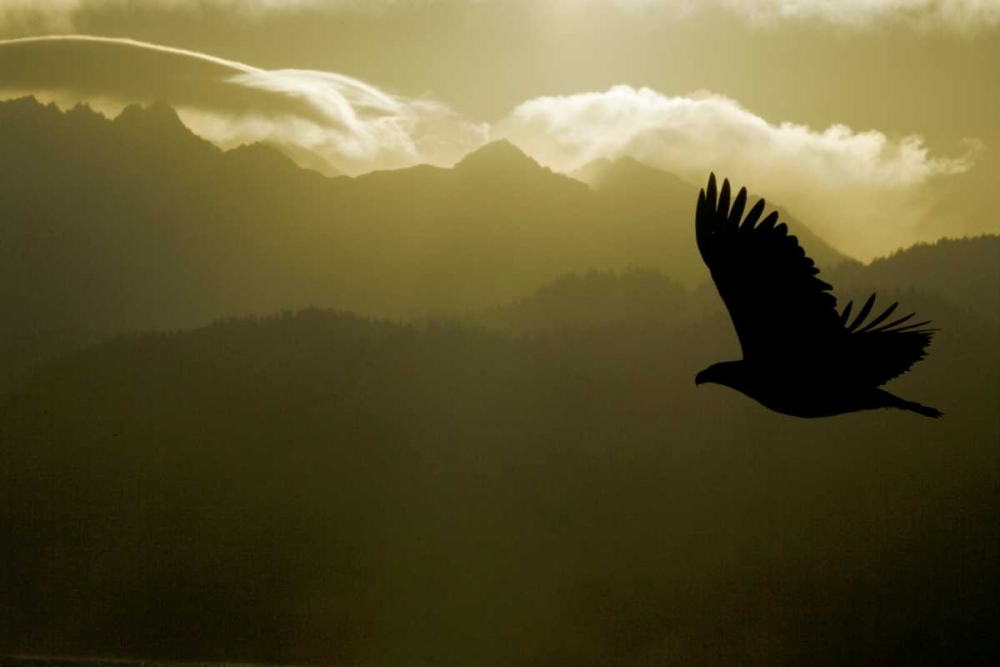 Wall Art Painting id:131096, Name: AK, Homer Silhouette of bald eagle flying, Artist: Morris, Arthur