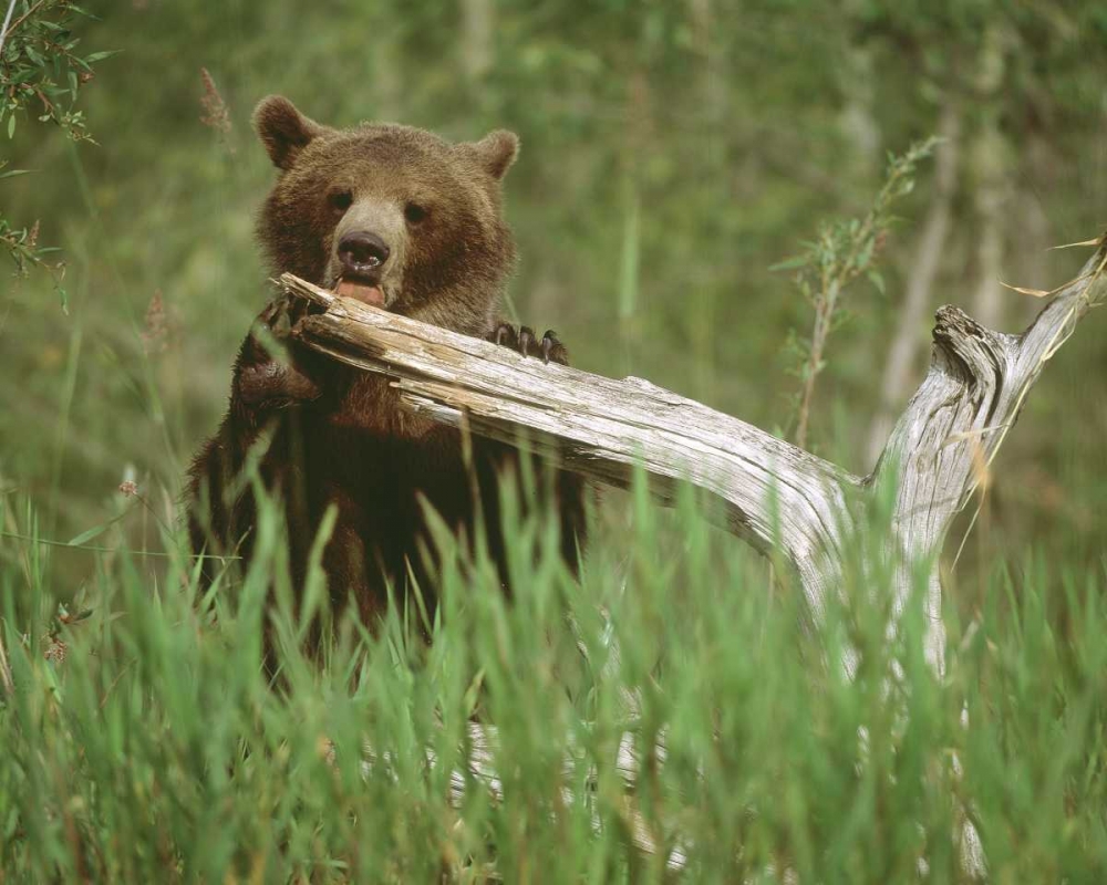 Wall Art Painting id:136778, Name: USA, Alaska Grizzly bear licks dead tree branch, Artist: Zuckerman, Jim