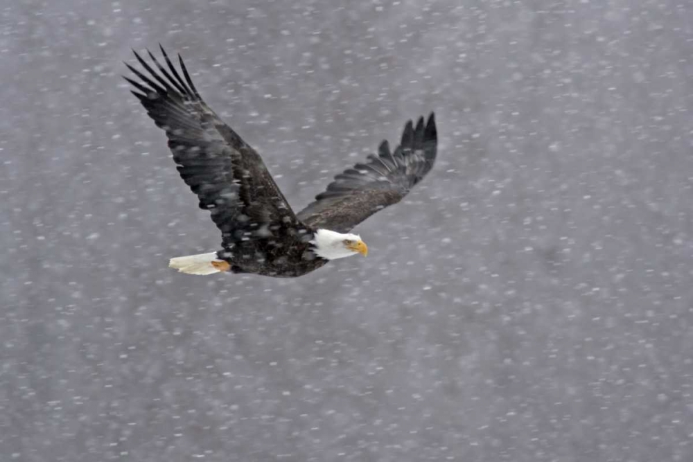 Wall Art Painting id:129708, Name: AK, Chilkat Bald eagle flying through snowstorm, Artist: Illg, Cathy and Gordon