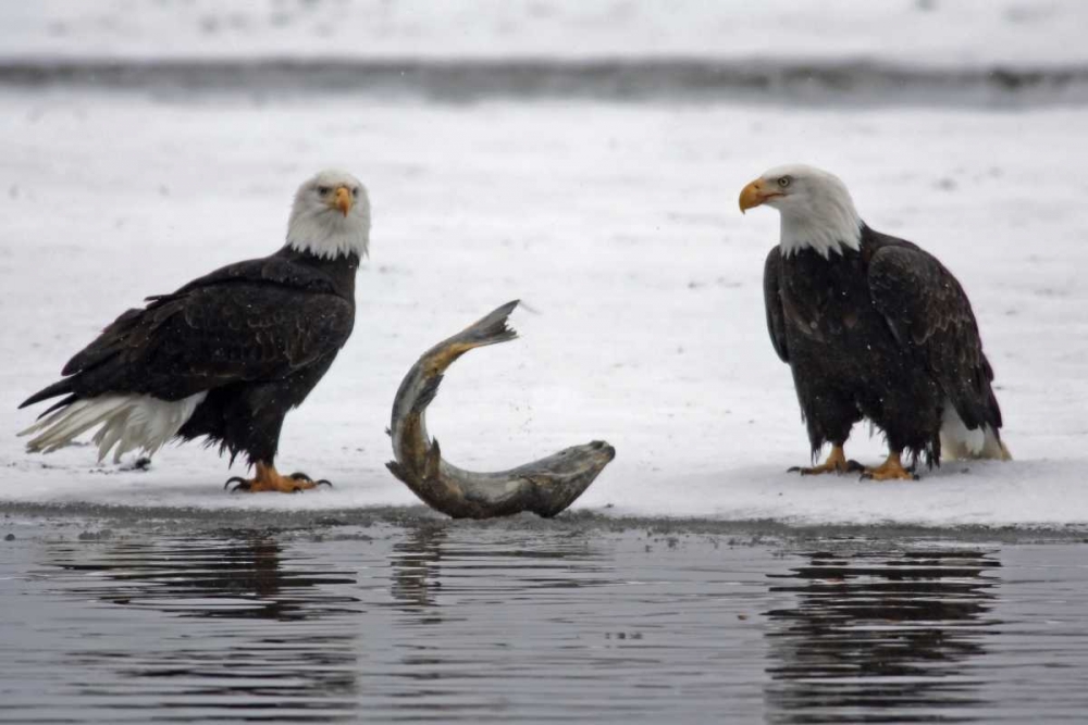 Wall Art Painting id:129745, Name: AK, Chilkat Pair of bald eagles waiting to feed, Artist: Illg, Cathy and Gordon