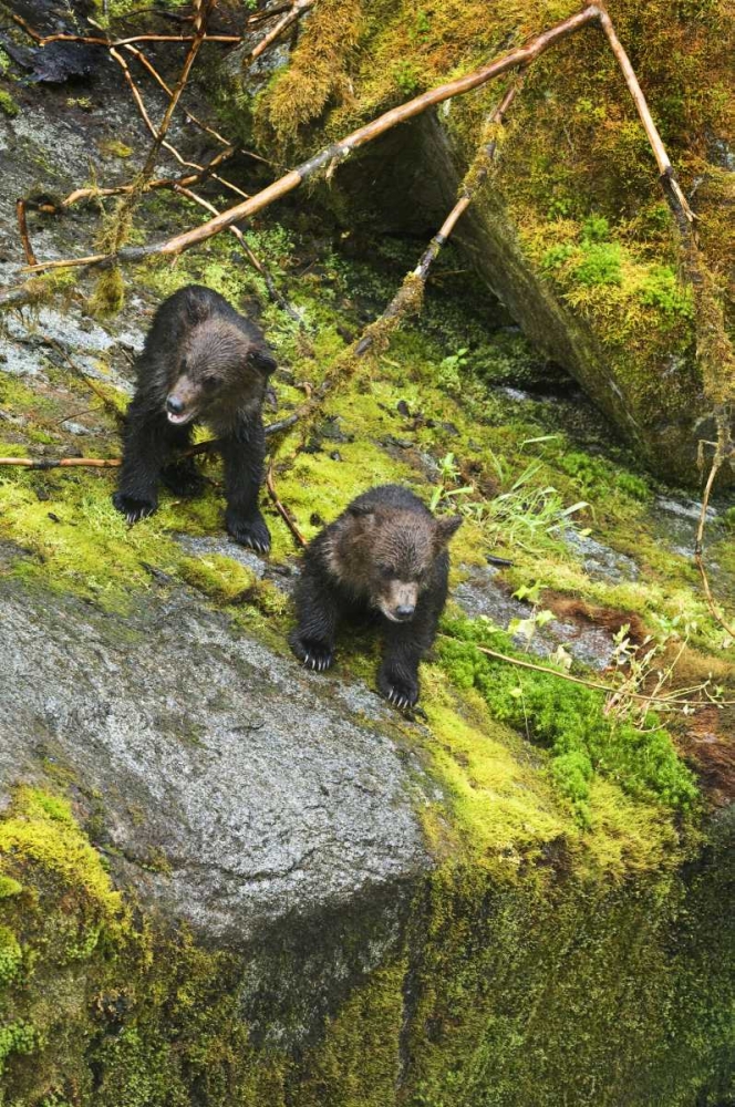 Wall Art Painting id:133772, Name: AK, Inside Passage Two grizzly bear cubs, Artist: Rotenberg, Nancy