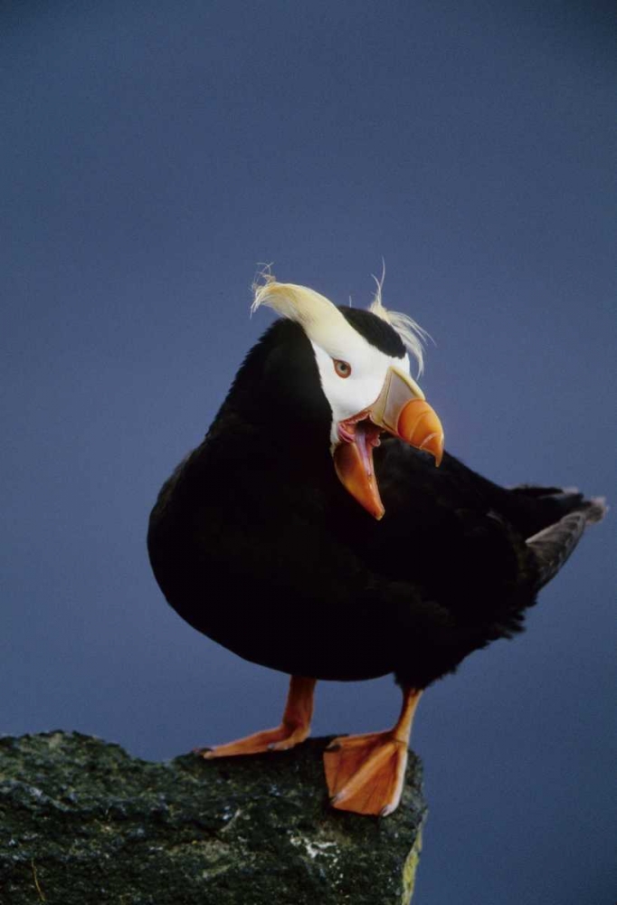 Wall Art Painting id:136116, Name: AK, Pribilof Islands Lone puffin on rock ledge, Artist: Williams, Joanne