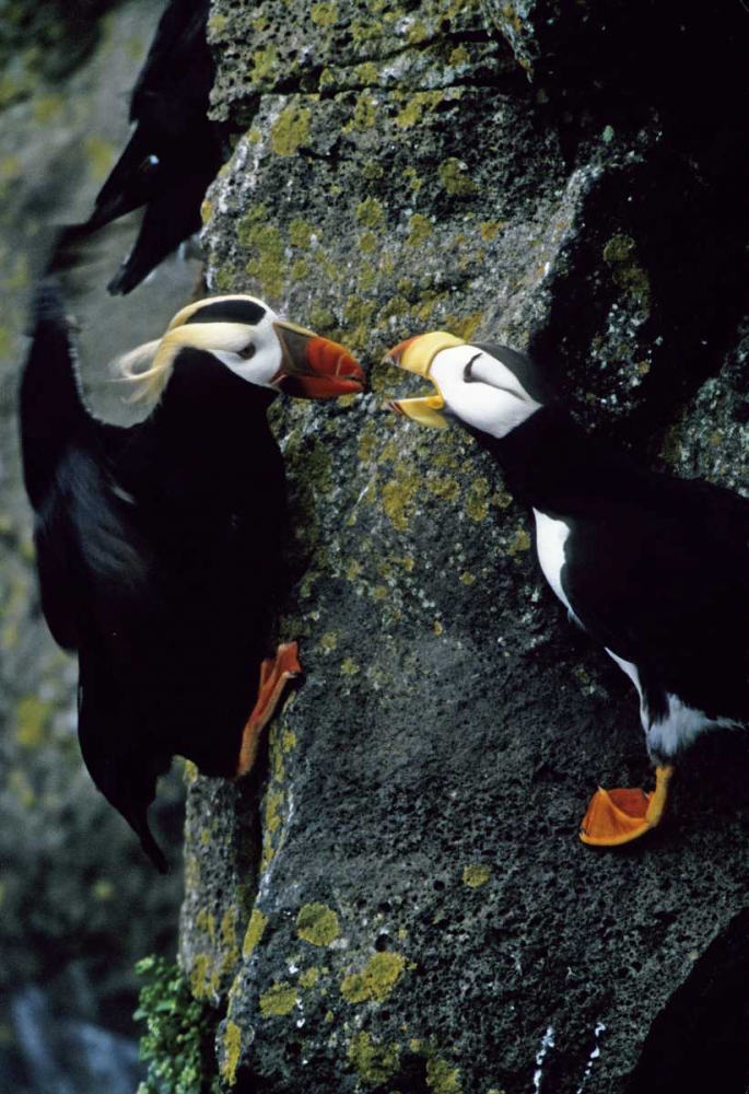 Wall Art Painting id:136036, Name: AK, Pribilof Islands Puffins on cliffside, Artist: Williams, Joanne