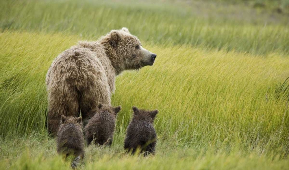 Wall Art Painting id:130381, Name: AK, Lake Clark NP Grizzly bear and spring cubs, Artist: Kaveney, Wendy