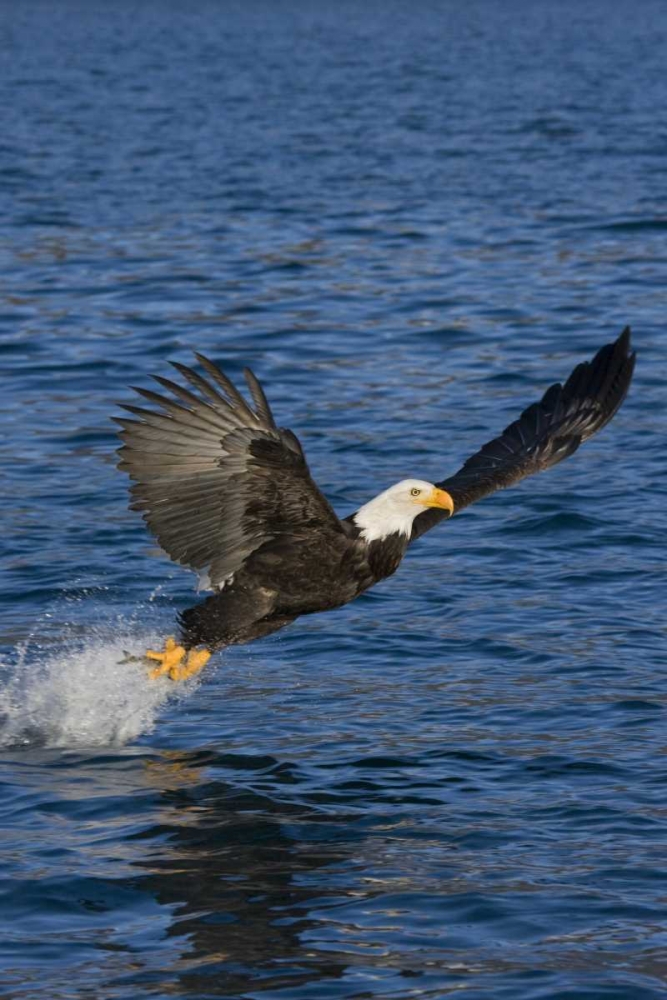 Wall Art Painting id:128150, Name: AK, Kachemak Bay SP, Bald eagle with fish, Artist: Grall, Don