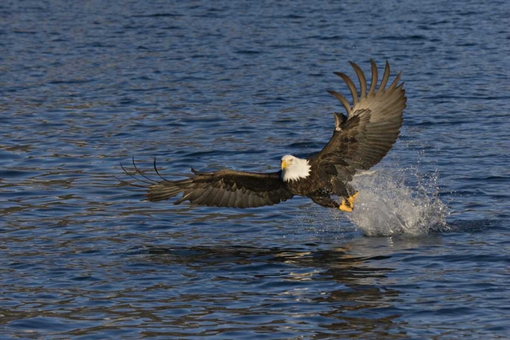 Wall Art Painting id:128151, Name: AK, Kachemak Bay SP, Bald eagle with fish, Artist: Grall, Don