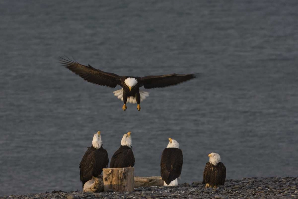 Wall Art Painting id:128387, Name: AK, Kachemak Bay, Homer Spit Bald eagle landing, Artist: Grall, Don