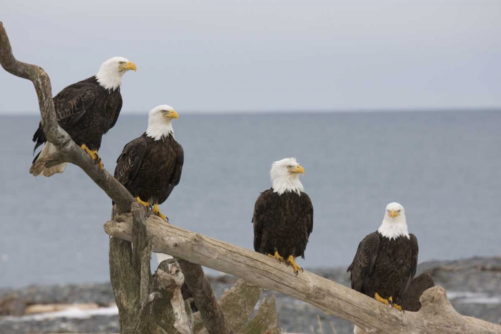 Wall Art Painting id:128174, Name: AK, Kachemak Bay Bald eagles on driftwood, Artist: Grall, Don