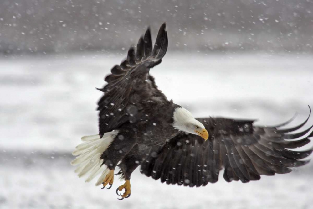 Wall Art Painting id:128780, Name: AK, Bald eagle flies in snowstorm, Artist: Illg, Cathy and Gordon