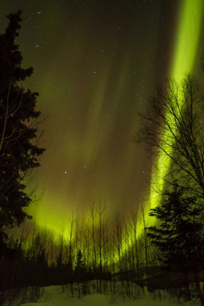 Wall Art Painting id:128933, Name: Alaska, Chena Hot Springs Aurora borealis, Artist: Illg, Cathy and Gordon