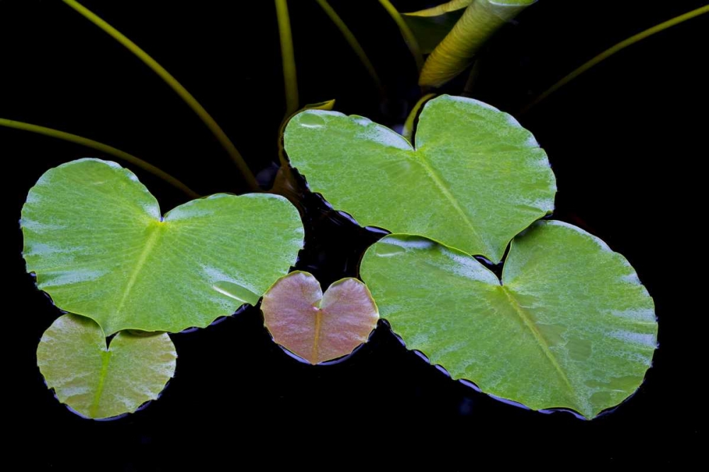 Wall Art Painting id:132227, Name: AK, Glacier Bay NP Pond lily in Dundas Bay, Artist: Paulson, Don