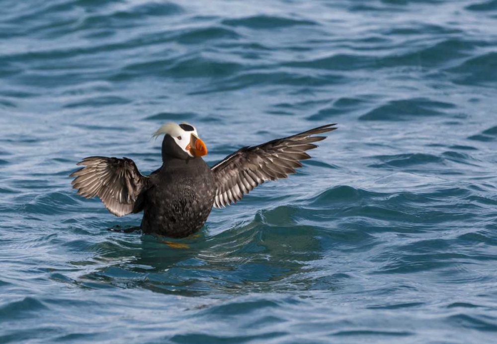 Wall Art Painting id:132603, Name: Alaska, Glacier Bay NP Tufted puffin in water, Artist: Paulson, Don