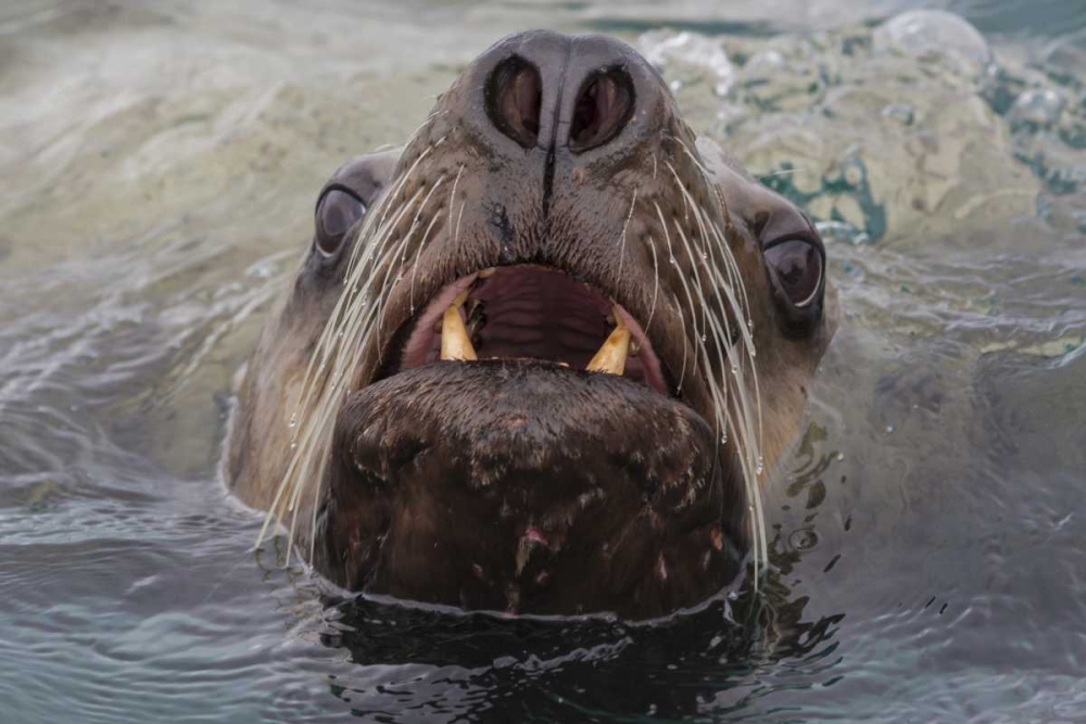 Wall Art Painting id:131831, Name: Alaska Stellar sea lion face in water, Artist: Paulson, Don