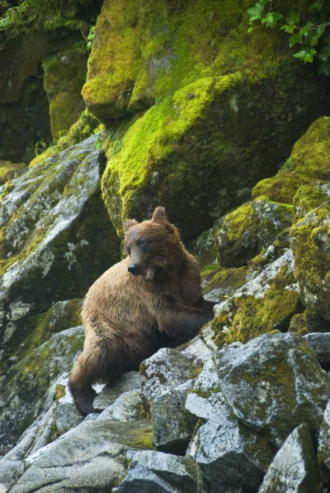 Wall Art Painting id:133917, Name: USA, Alaska Young grizzly bear on rocky slope, Artist: Rotenberg, Nancy