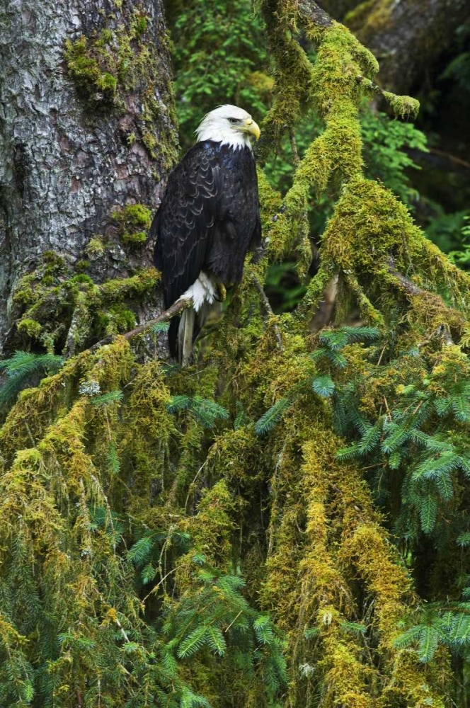 Wall Art Painting id:133710, Name: USA, Alaska Bald eagle in mossy tree, Artist: Rotenberg, Nancy