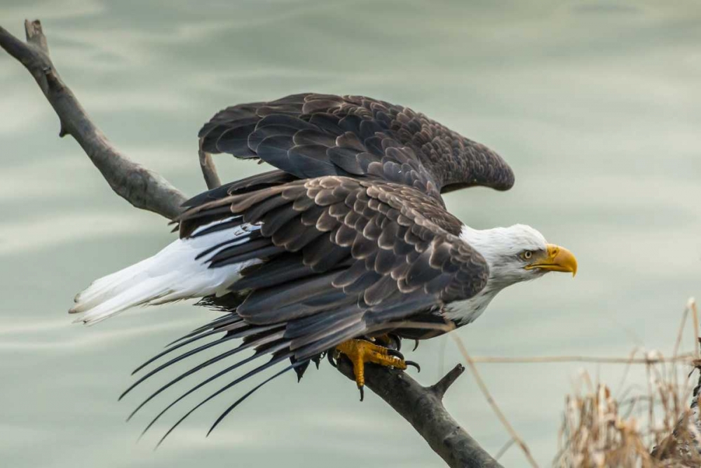 Wall Art Painting id:128814, Name: AK, Chilkat Bald eagle taking flight, Artist: Illg, Cathy and Gordon