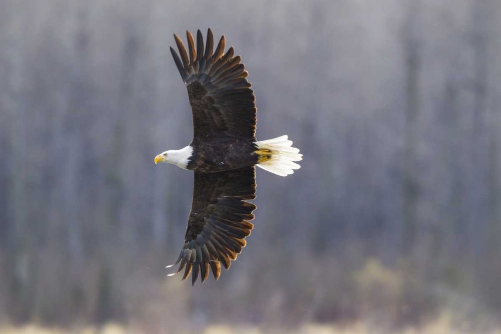 Wall Art Painting id:129263, Name: Alaska, Chilkat Preserve Bald eagle in flight, Artist: Illg, Cathy and Gordon