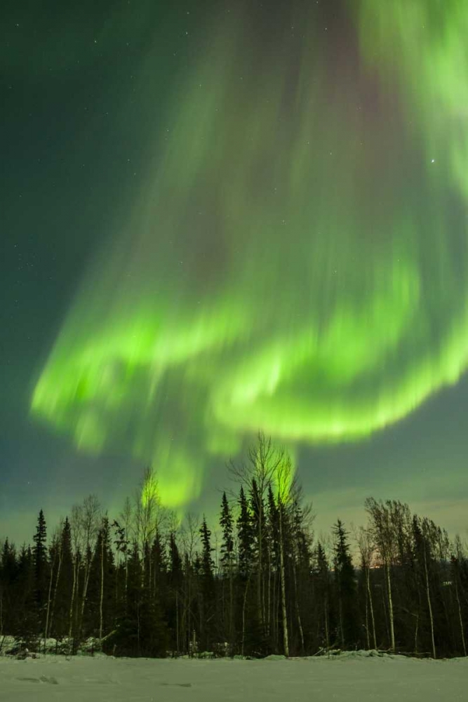 Wall Art Painting id:128856, Name: USA, Alaska Aurora borealis over forest, Artist: Illg, Cathy and Gordon