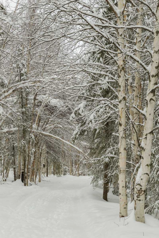 Wall Art Painting id:129754, Name: USA, Alaska Snow-covered birch and spruce forest, Artist: Illg, Cathy and Gordon