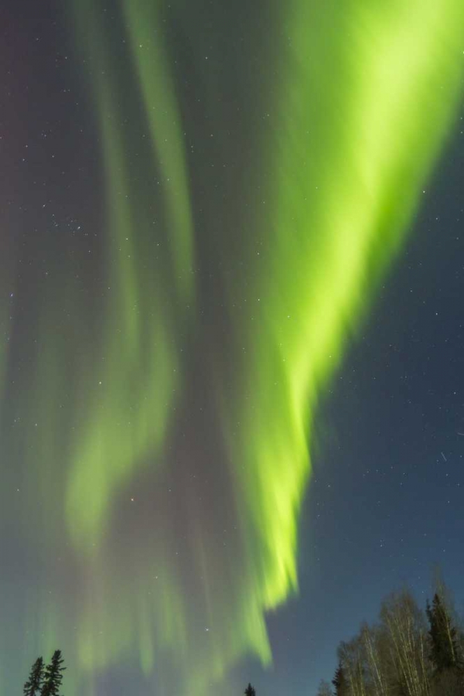 Wall Art Painting id:128857, Name: USA, Alaska Aurora borealis over forest, Artist: Illg, Cathy and Gordon