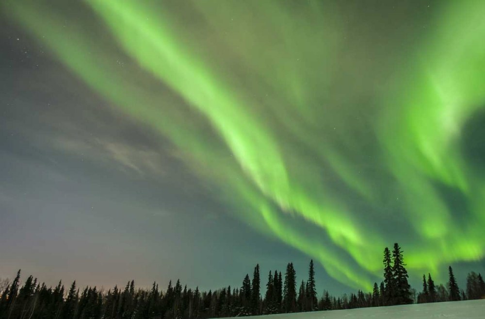 Wall Art Painting id:128858, Name: USA, Alaska Aurora borealis over forest, Artist: Illg, Cathy and Gordon