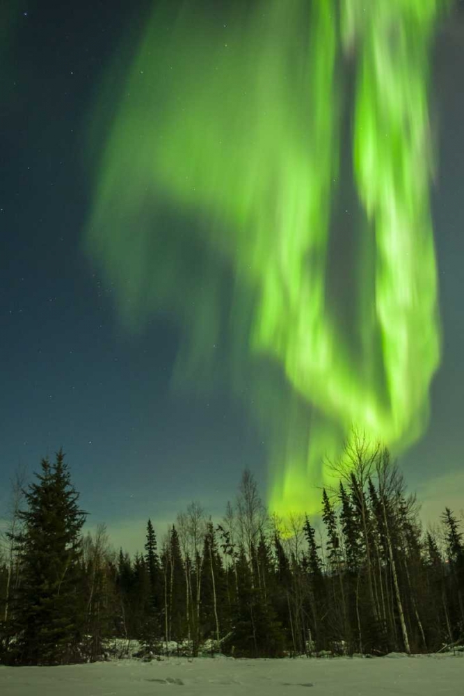 Wall Art Painting id:128859, Name: USA, Alaska Aurora borealis over forest, Artist: Illg, Cathy and Gordon