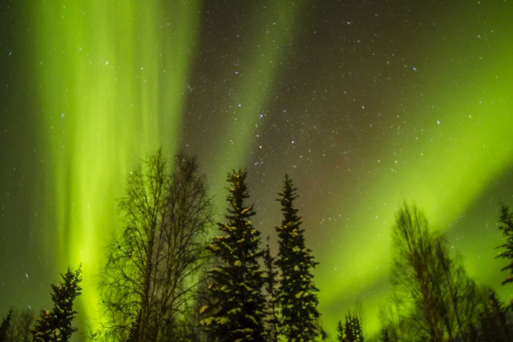 Wall Art Painting id:128860, Name: USA, Alaska Aurora borealis over forest, Artist: Illg, Cathy and Gordon