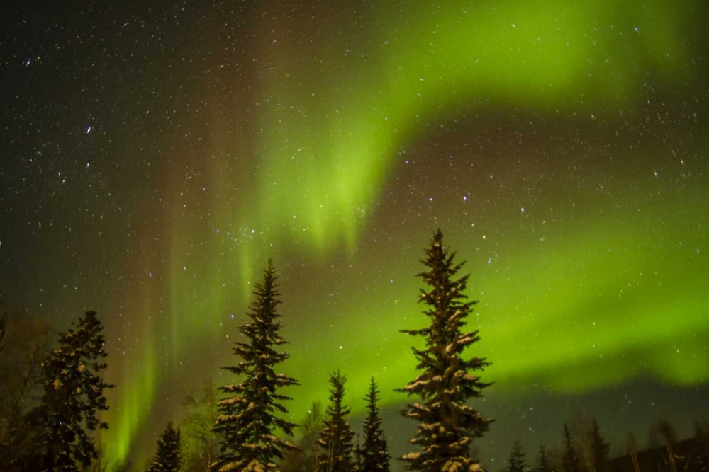 Wall Art Painting id:129352, Name: USA, Alaska Aurora borealis over spruce forest, Artist: Illg, Cathy and Gordon