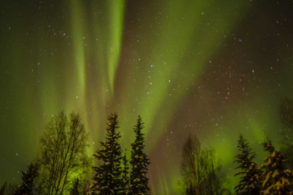 Wall Art Painting id:128861, Name: USA, Alaska Aurora borealis over forest, Artist: Illg, Cathy and Gordon