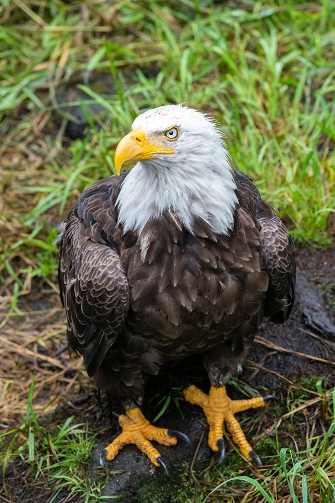 Wall Art Painting id:604482, Name: Alaska-Tongass National Forest-Anan Creek. Bald Eagle., Artist: Hopkins, Cindy Miller