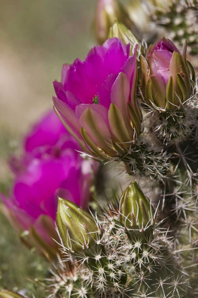 Wall Art Painting id:128147, Name: Arizona, Tucson Hedgehog cactus in bloom, Artist: Grall, Don