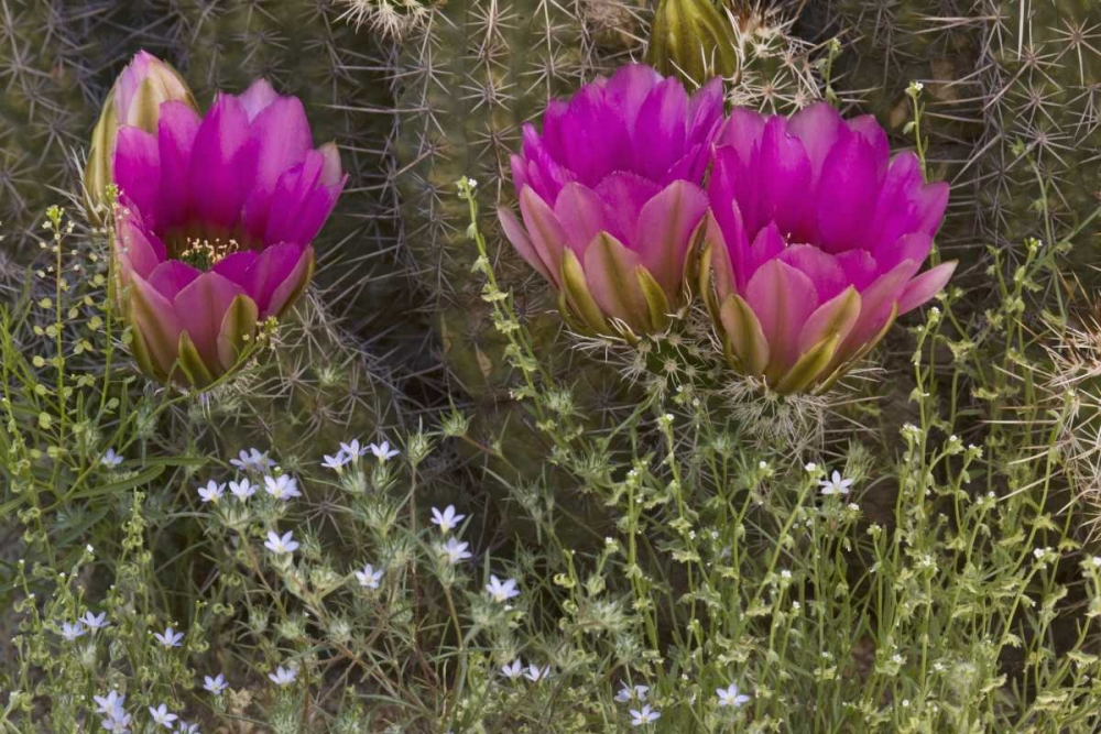 Wall Art Painting id:128148, Name: Arizona, Tucson Hedgehog cactus in bloom, Artist: Grall, Don