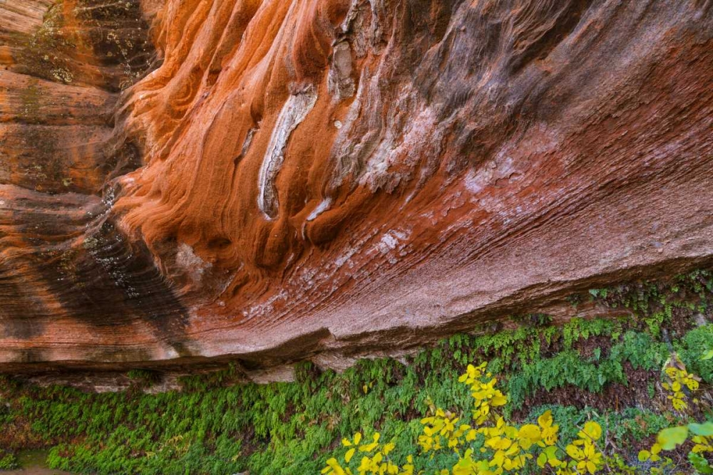 Wall Art Painting id:131749, Name: Arizona Hanging Garden in Canyon X, Artist: Paulson, Don