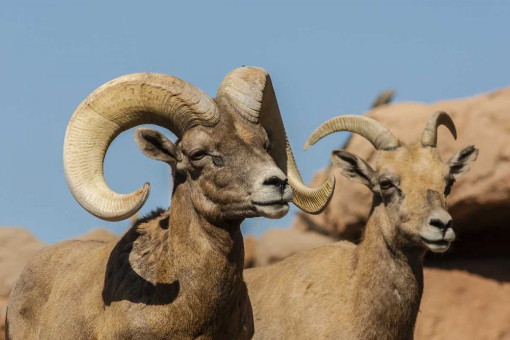 Wall Art Painting id:128871, Name: Arizona, Sonoran Desert Desert bighorns, Artist: Illg, Cathy and Gordon